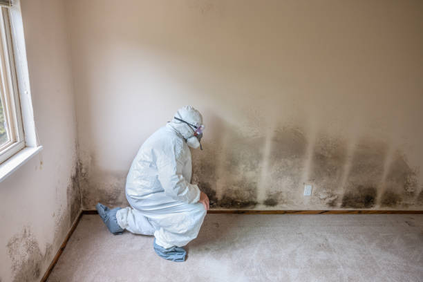 Why You Should Choose Our Mold Remediation Services in Anson, TX